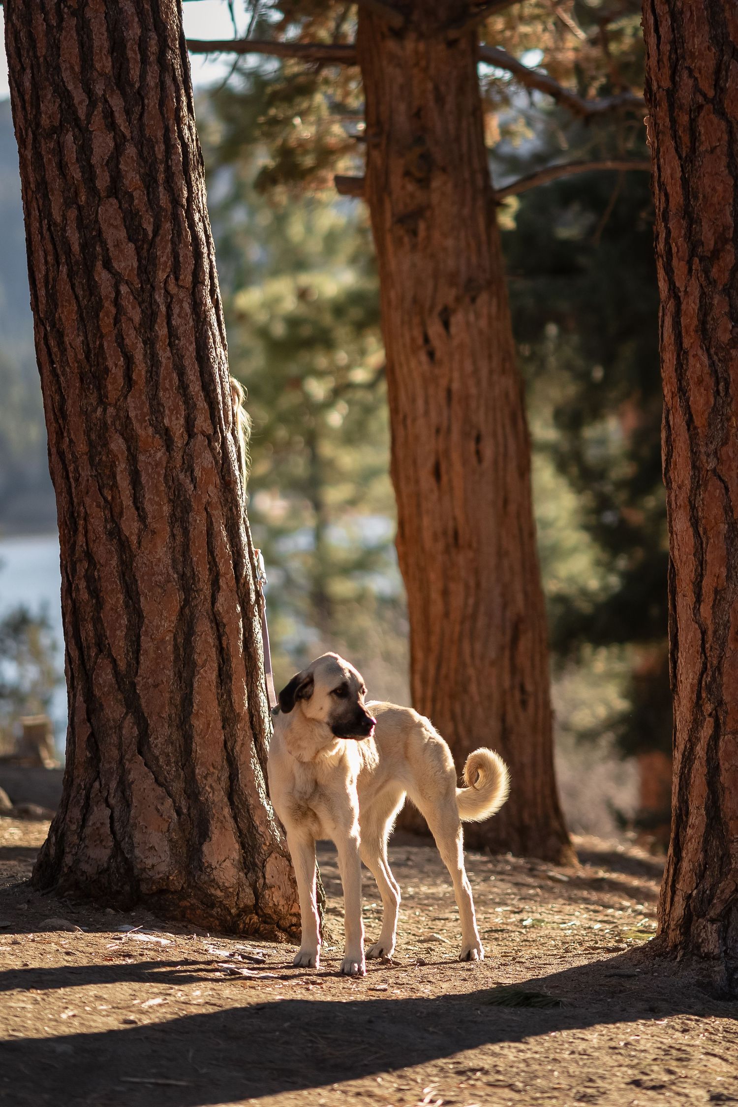 White dog with curled tail stands amid tall pine trees in sunlit forest, casting long shadows on dirt ground.