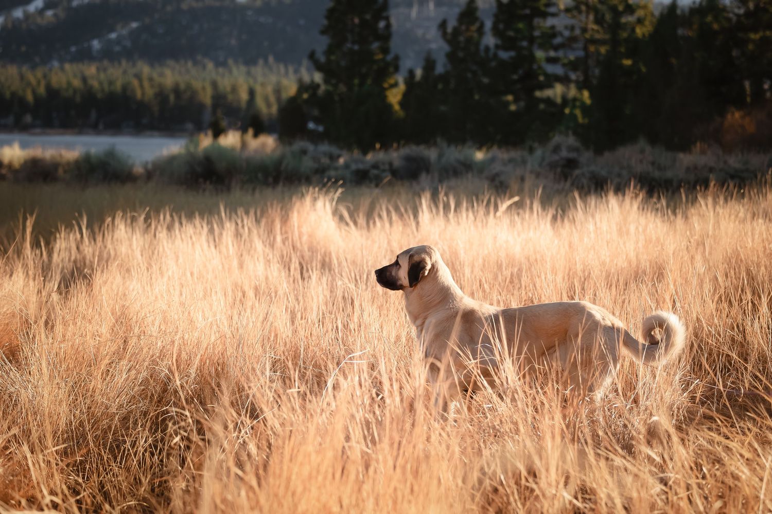 A tan dog stands alert in golden tall grass during sunset with mountains and a lake in the background.