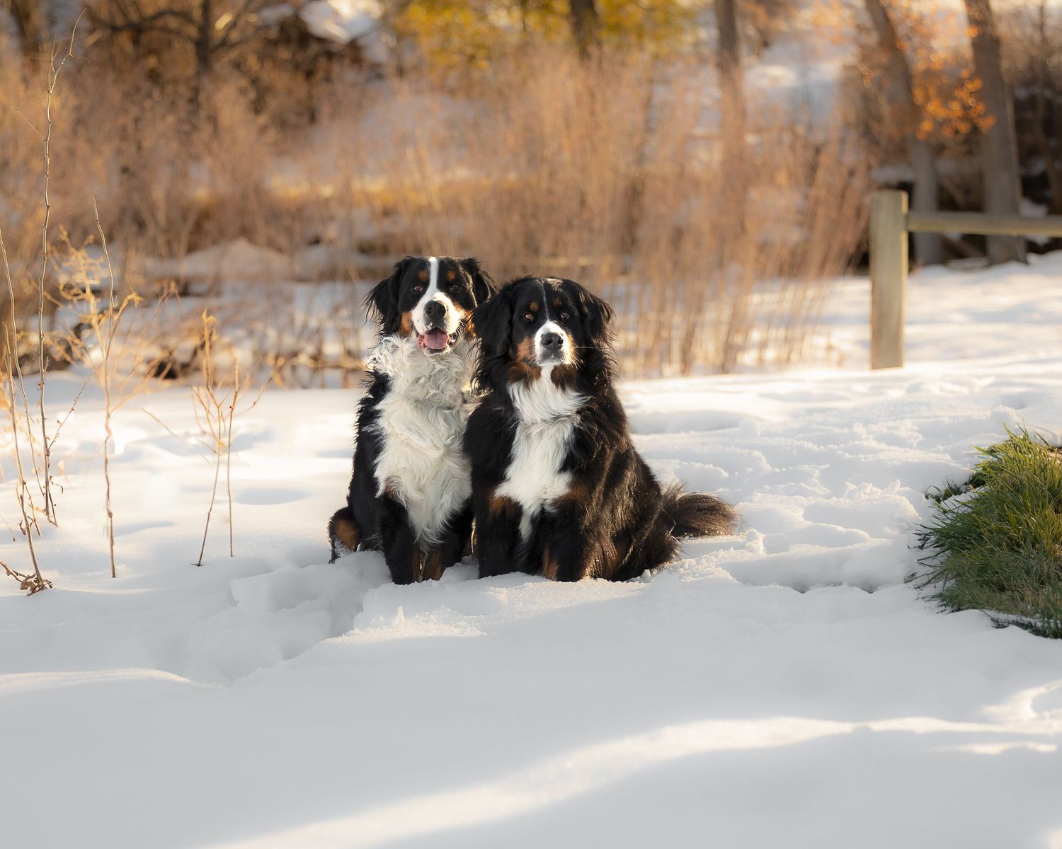 Two Bernese Mountain Dogs sitting together in snowy winter landscape surrounded by brown vegetation.