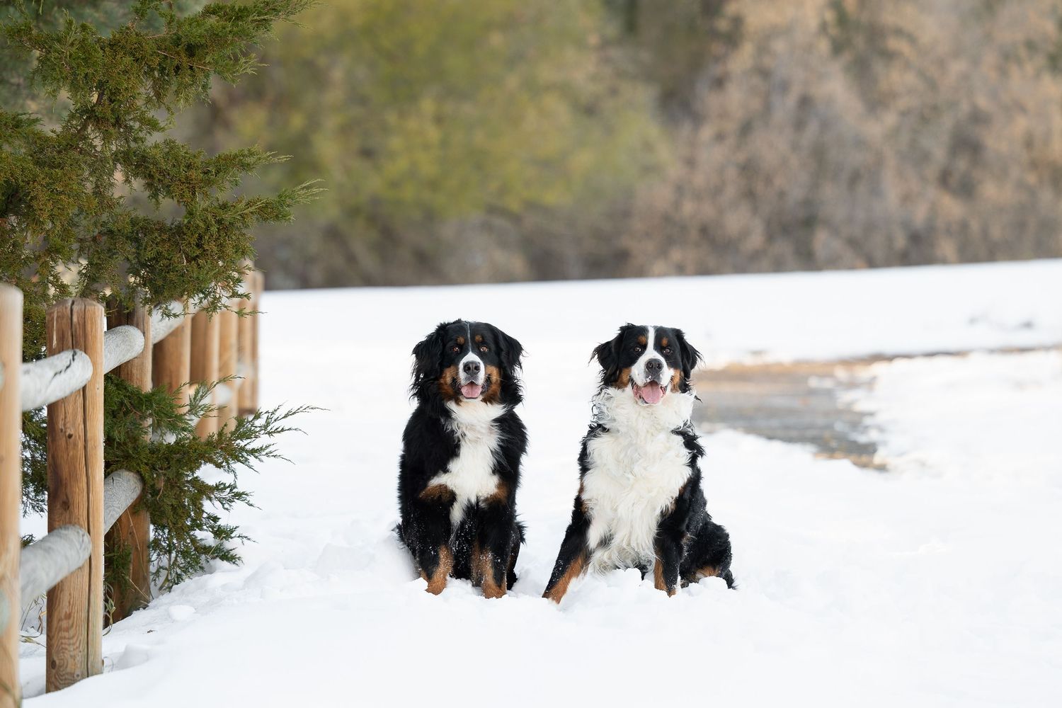 Two Bernese Mountain Dogs sitting together in snow by a wooden fence on a winter day.