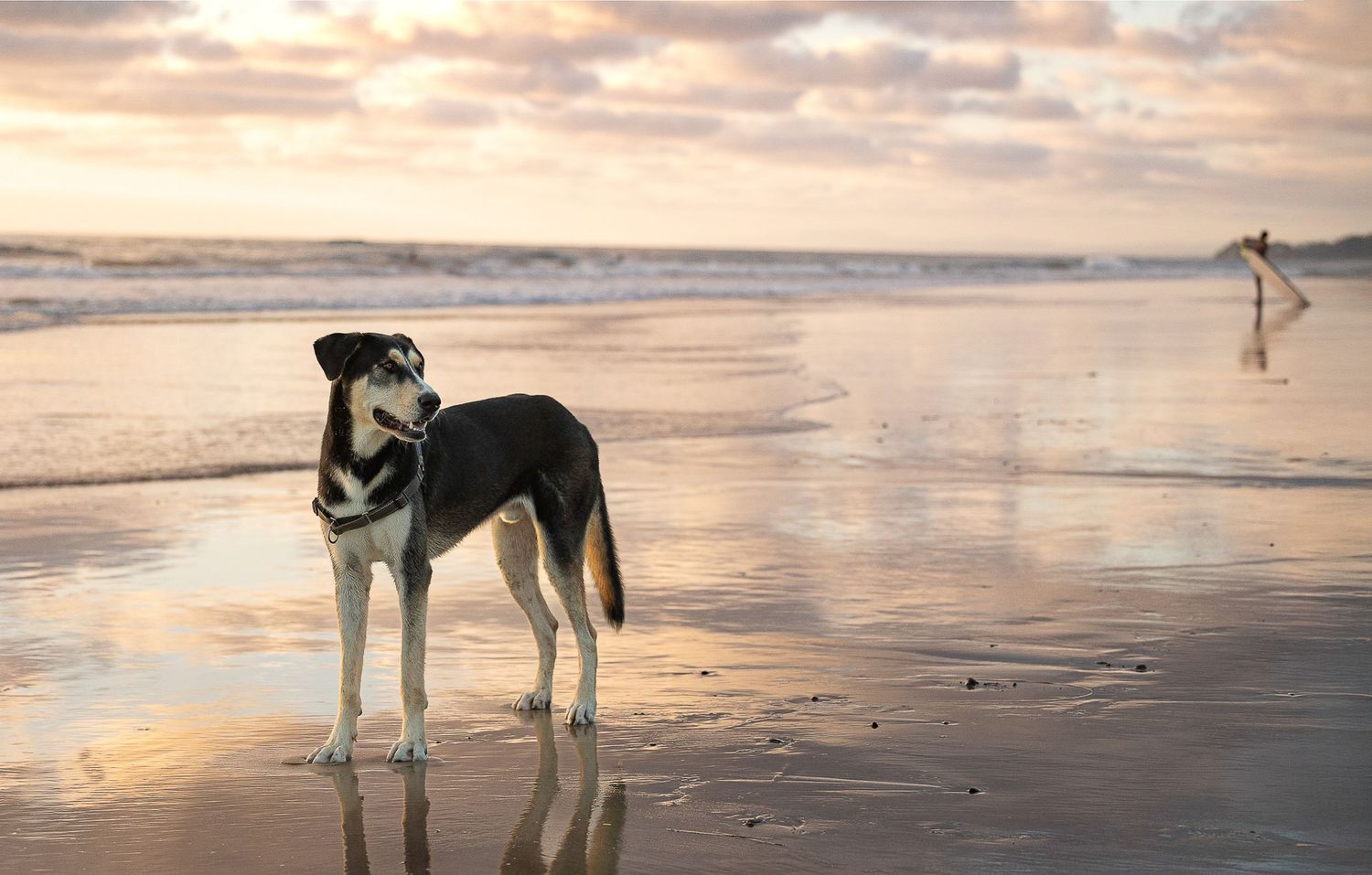 A black and white dog stands on wet sand at sunset while a surfer walks in the distance on the beach.