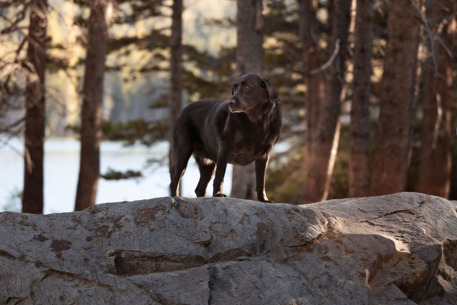 A black dog stands stoically on a large rock in a sunlit winter forest.