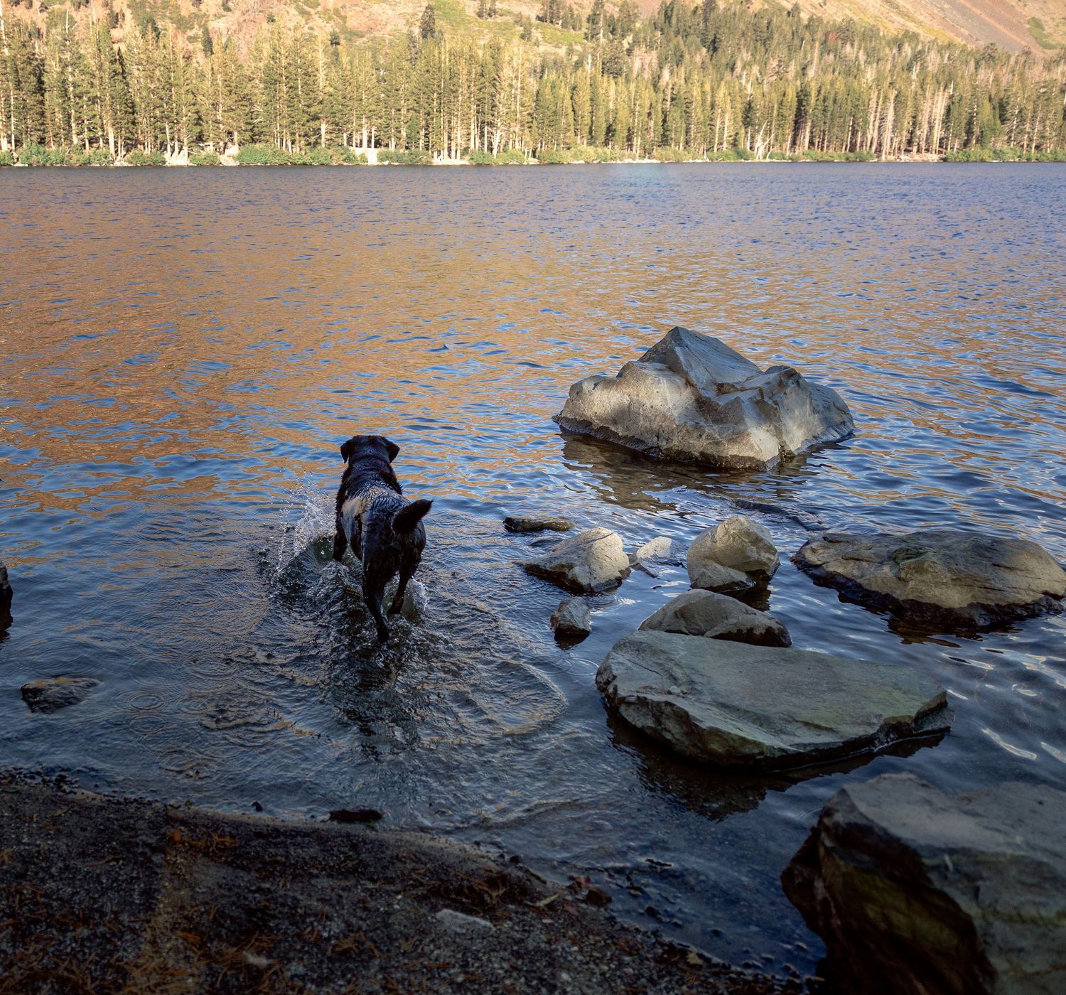 A black dog walks through shallow water near large rocks at a mountain lake with evergreen trees along the shore.