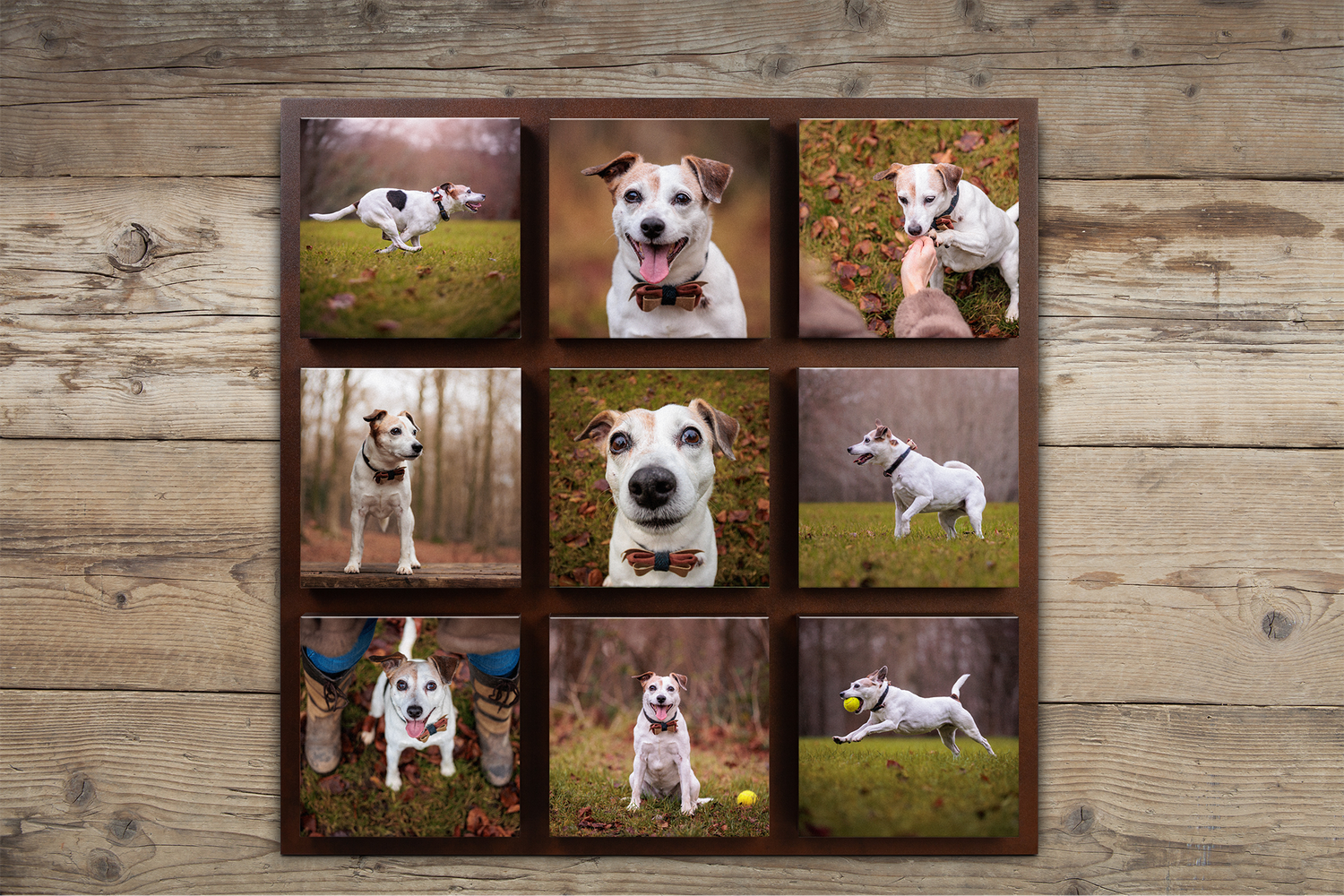Nine-photo grid of dog portraits displayed on weathered wood background.
