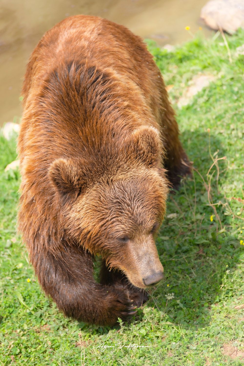 A large brown bear walks on green grass near a rocky waterside, its thick wet fur glistening in sunlight.