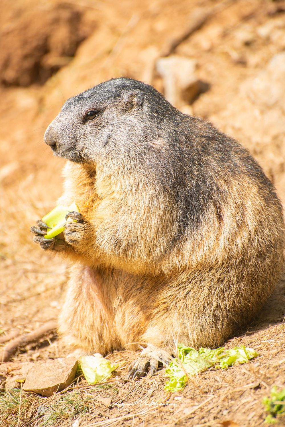 A chubby marmot sits upright on rocky ground, holding and eating a piece of green lettuce in its paws.