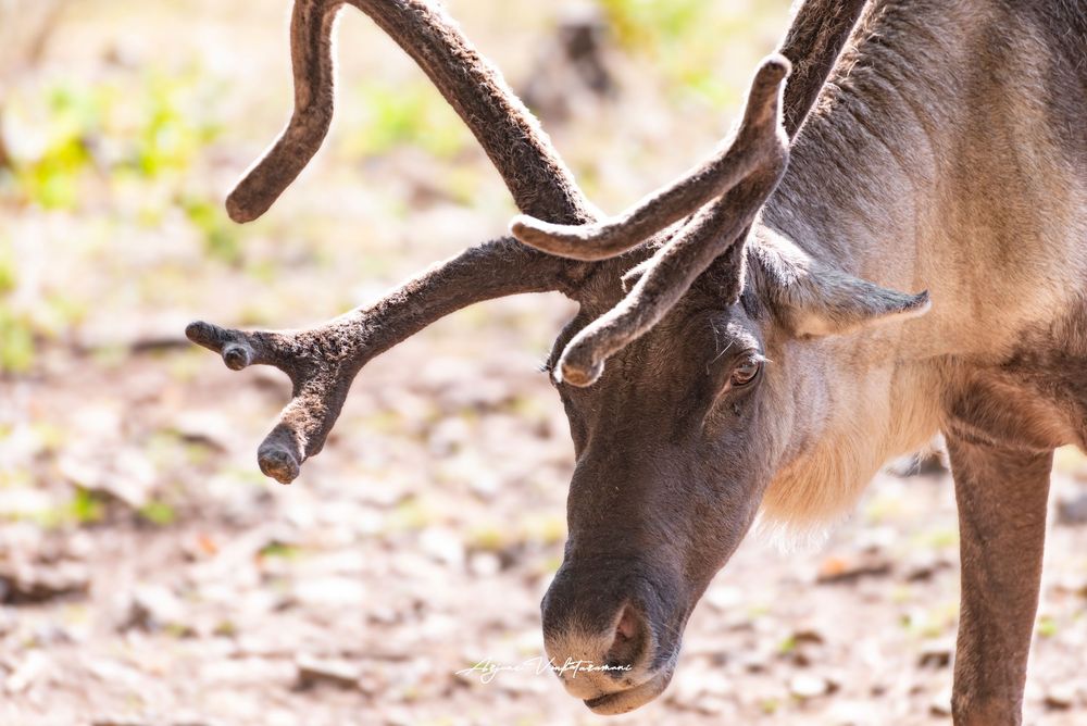 Close-up of a caribou with large velvet antlers grazing on forest ground in natural habitat.
