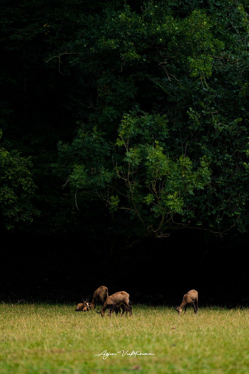A small herd of deer grazing on a green meadow at the edge of a dark, dense forest.
