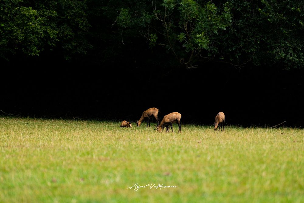 Three deer grazing peacefully in a sunlit green meadow with a dark forest backdrop.