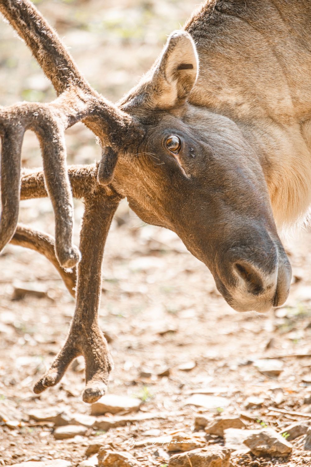 Close-up profile of a reindeer with velvet antlers, its head lowered toward rocky ground in natural light.