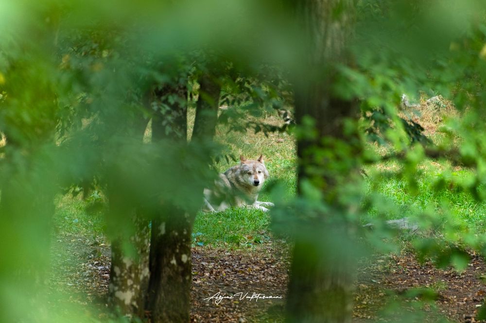 A wolf peers through lush green forest foliage, partially hidden among trees in a natural woodland setting.