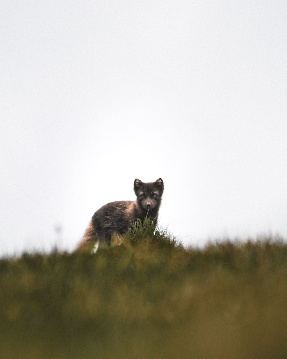 Arctic fox in Westfjords