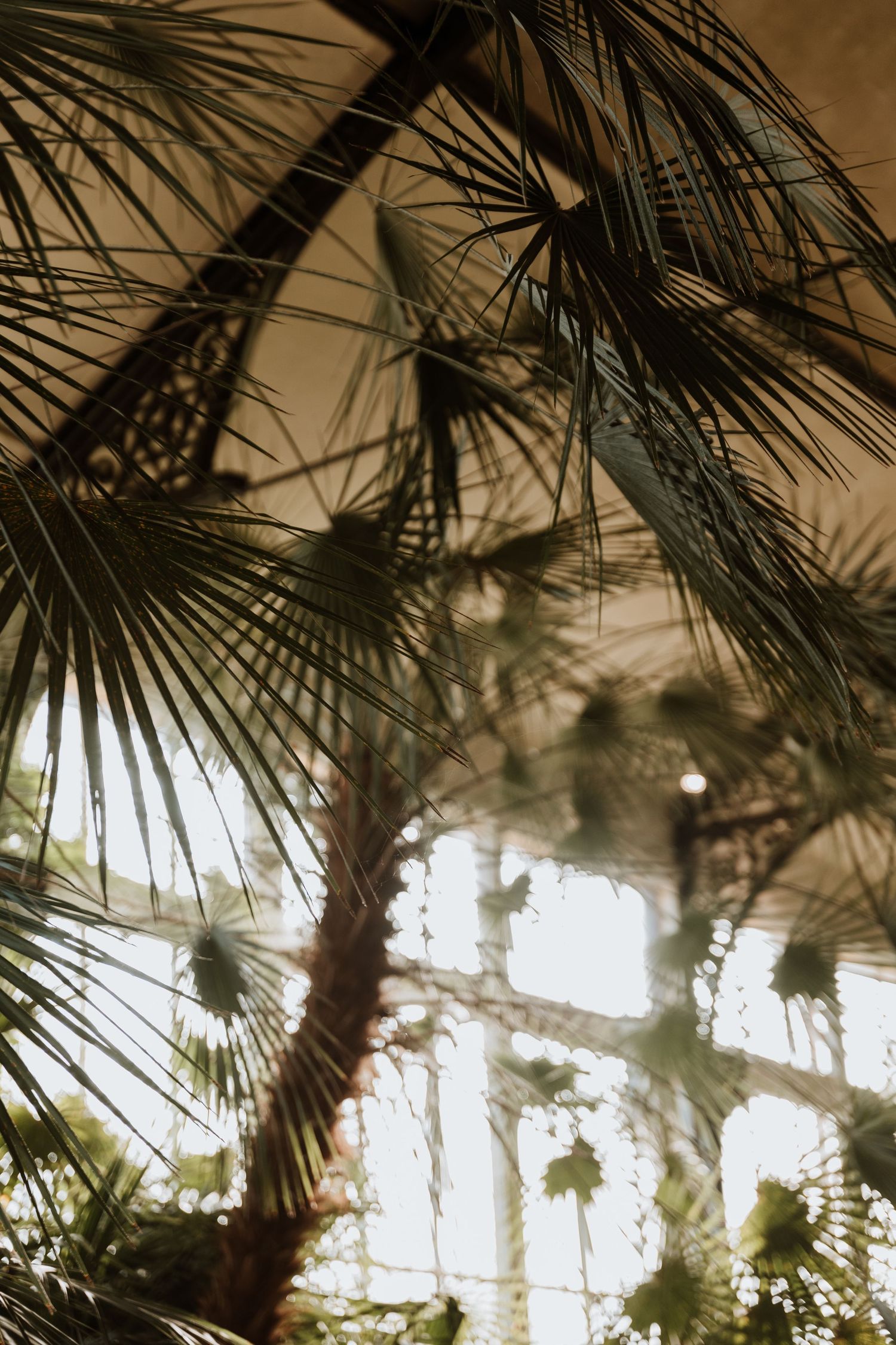 Sunlit greenhouse interior with palm trees and folding chairs arranged for an event, creating a tropical indoor atmosphere.
