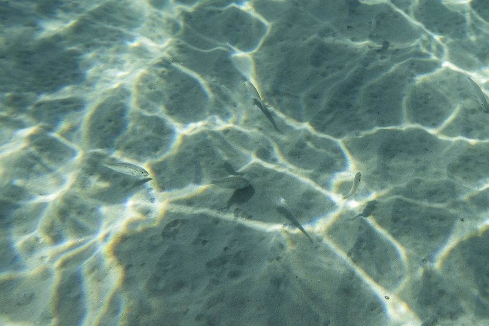Sunlight creates rippling patterns on clear blue water in a swimming pool or ocean surface.