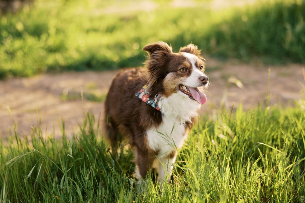 Australian shepherd dog with brown and white fur running through green grass in summer sunlight.