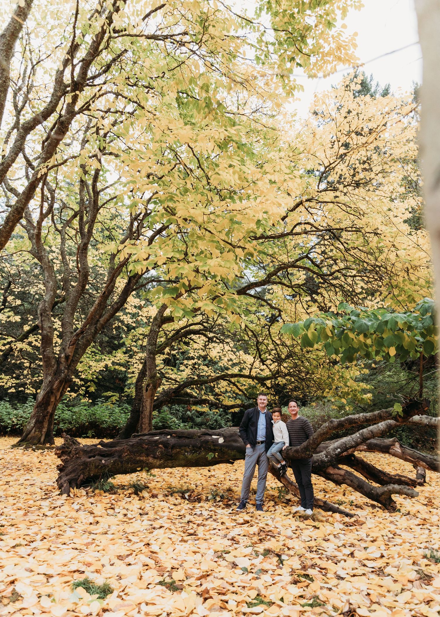 Fallen autumn leaves blanket the ground beneath a large leaning tree in a park setting.