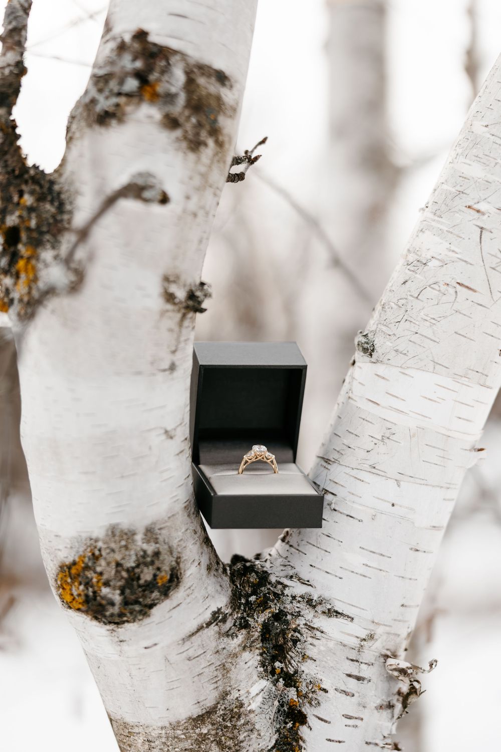 An engagement ring in a black box displayed against white birch tree bark.