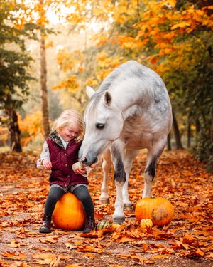 White pony investigates pumpkins scattered among fallen orange leaves during autumn.
