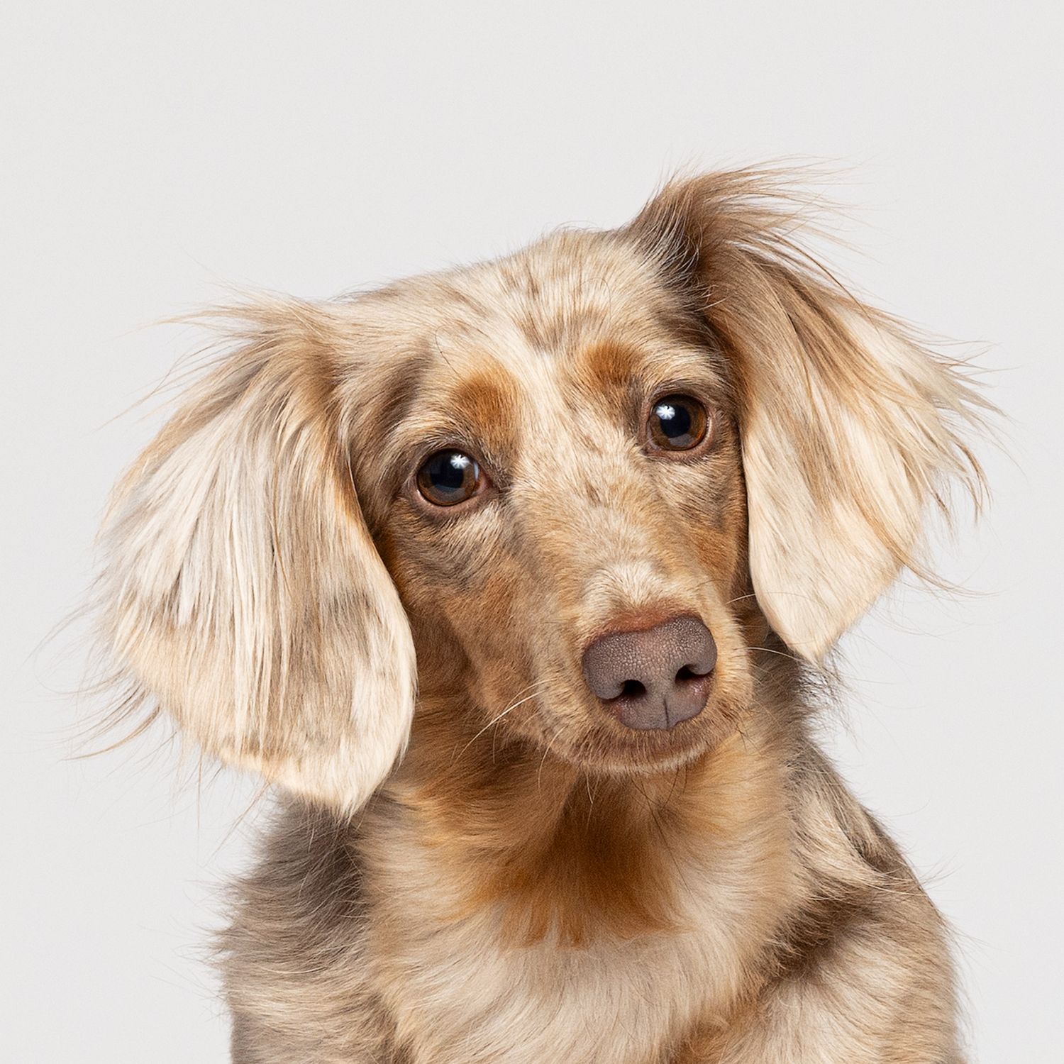 A long-haired dachshund with expressive eyes and floppy ears against a white background in Austin Texas.
