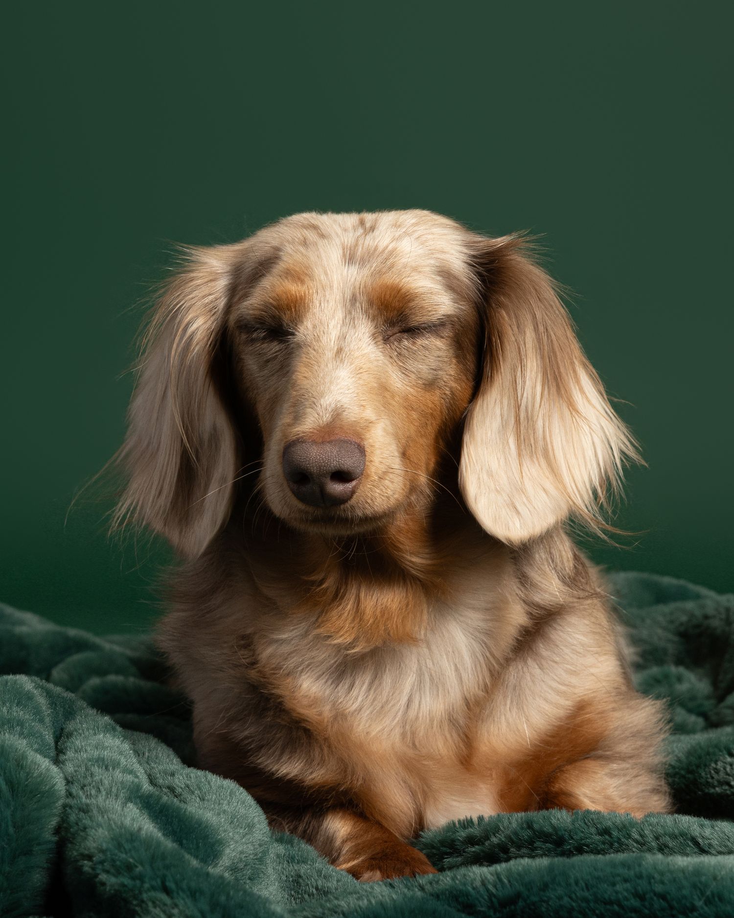 A serene long-haired dachshund with golden fur rests on a green blanket against a dark green background.