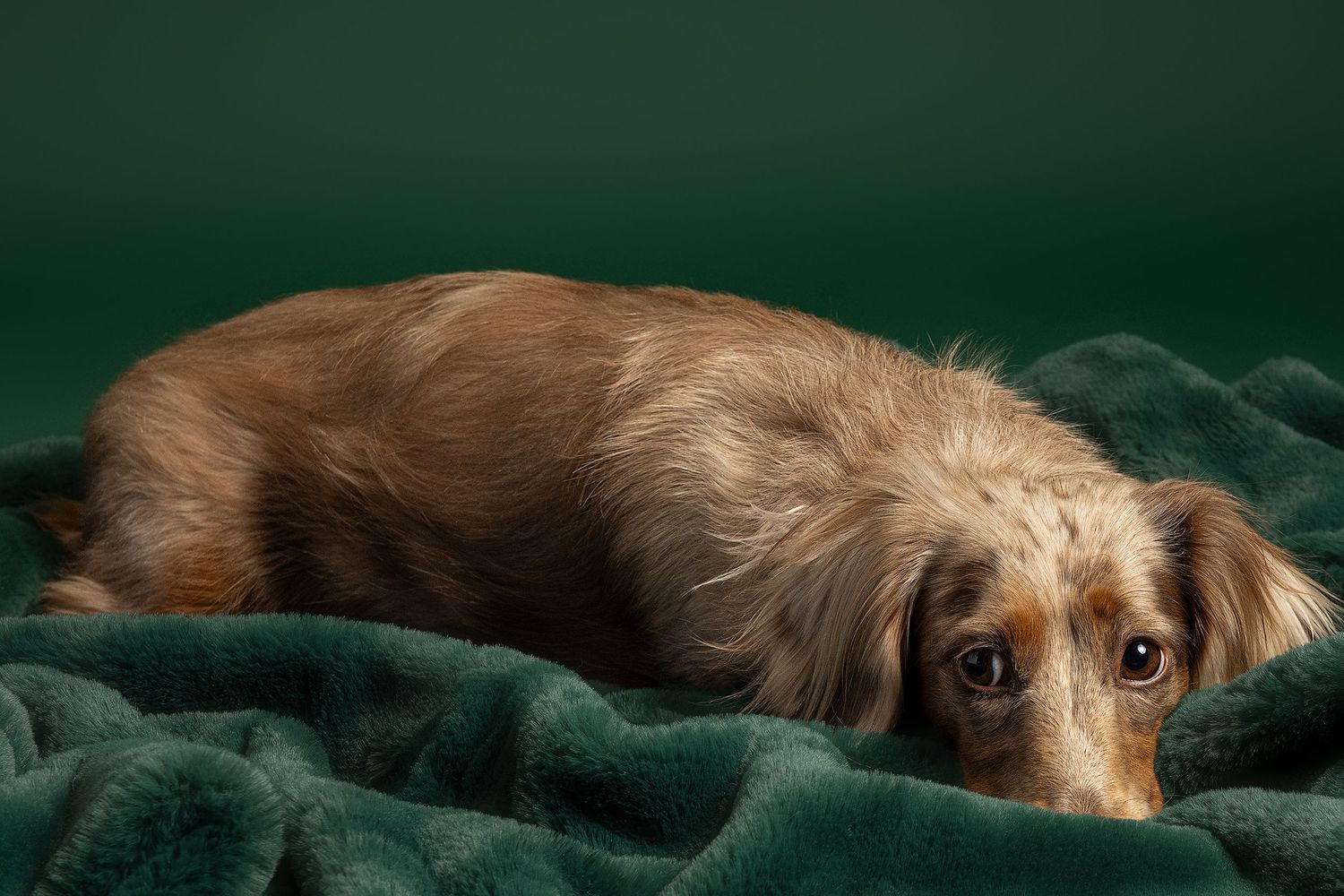 A long-haired dachshund rests at the end of her photo session at a photography studio in austin.
