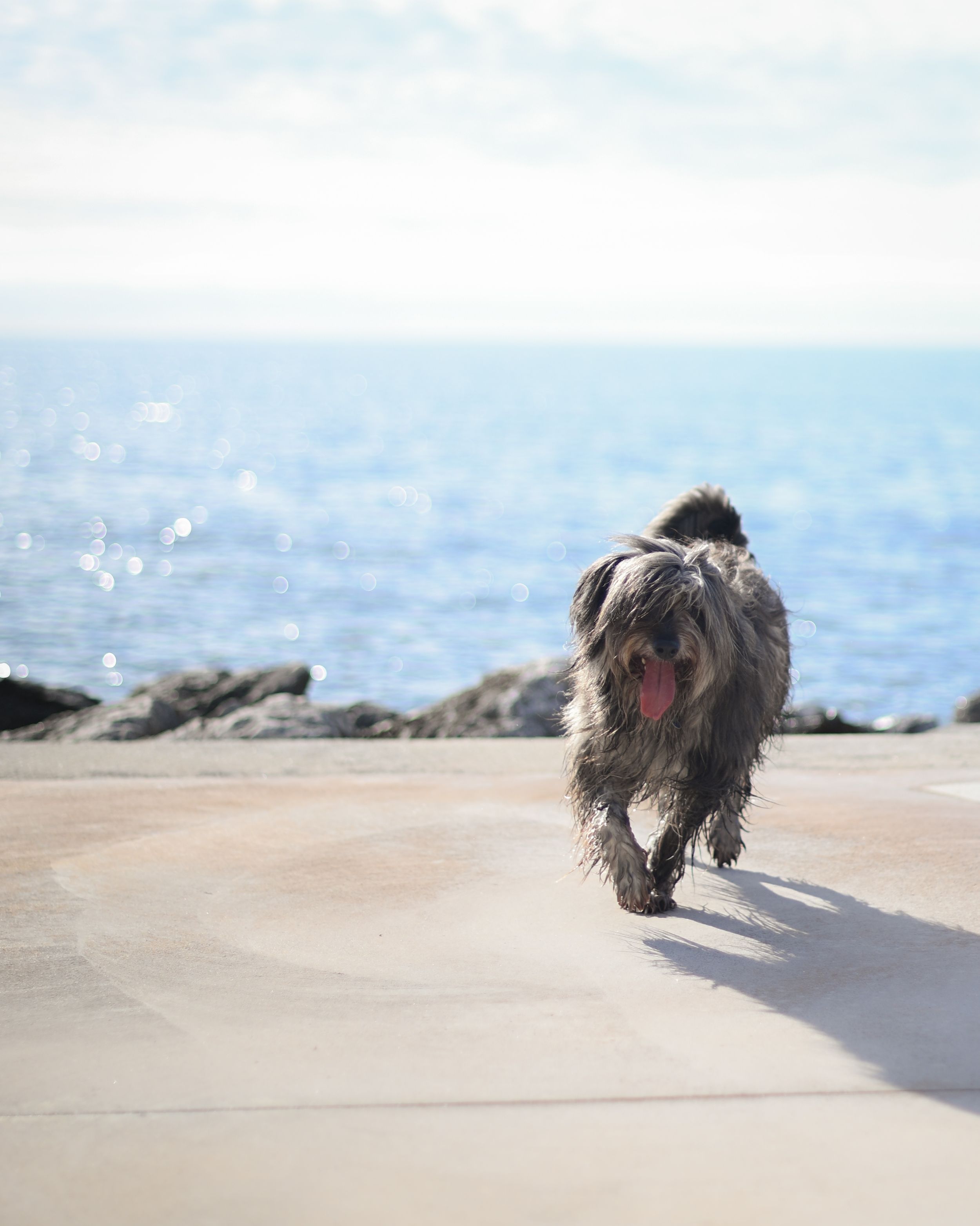 natural portrait of a dog