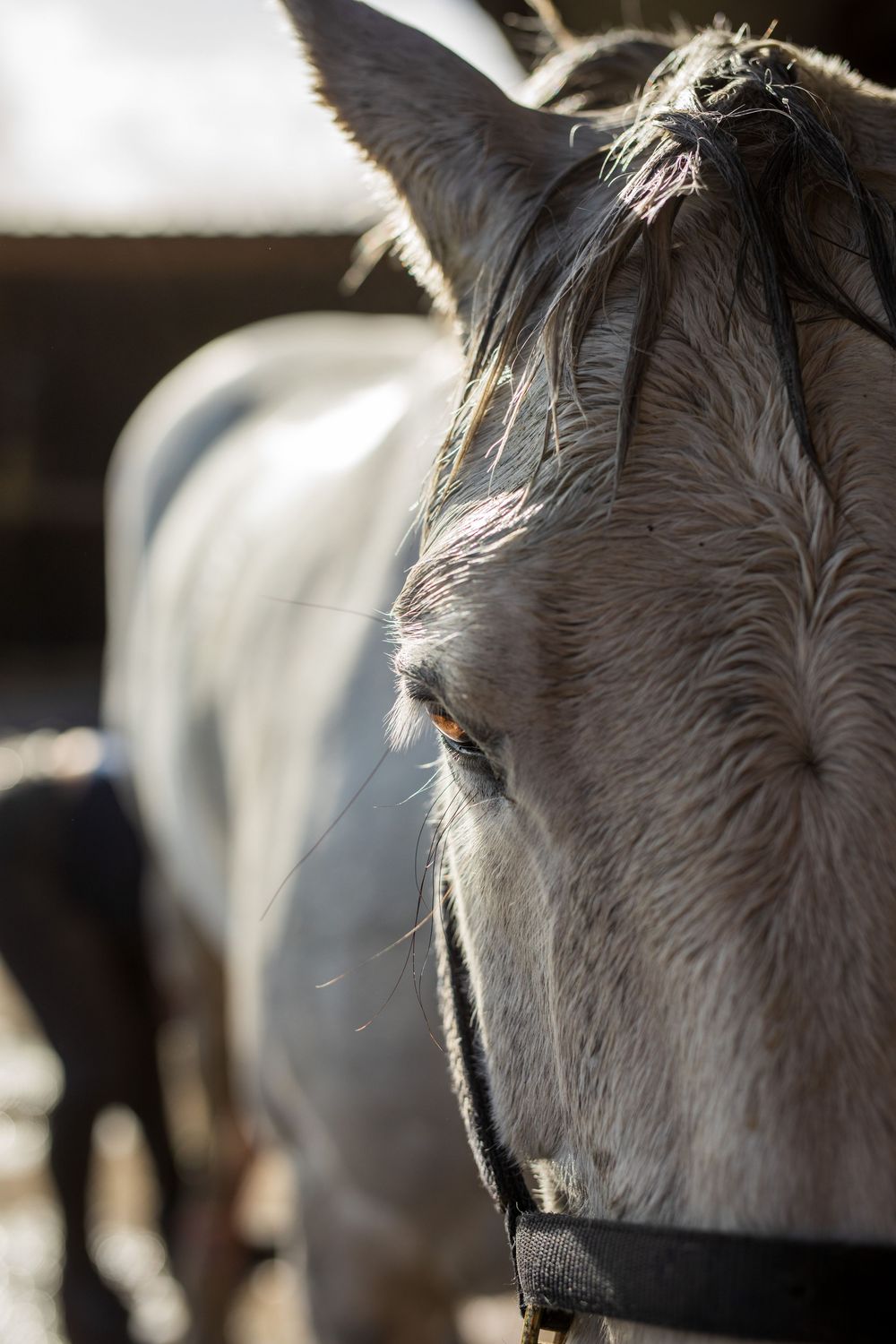 Close-up view of brown horses in a row showing their backsides with sunlight creating a soft glow on their coats.