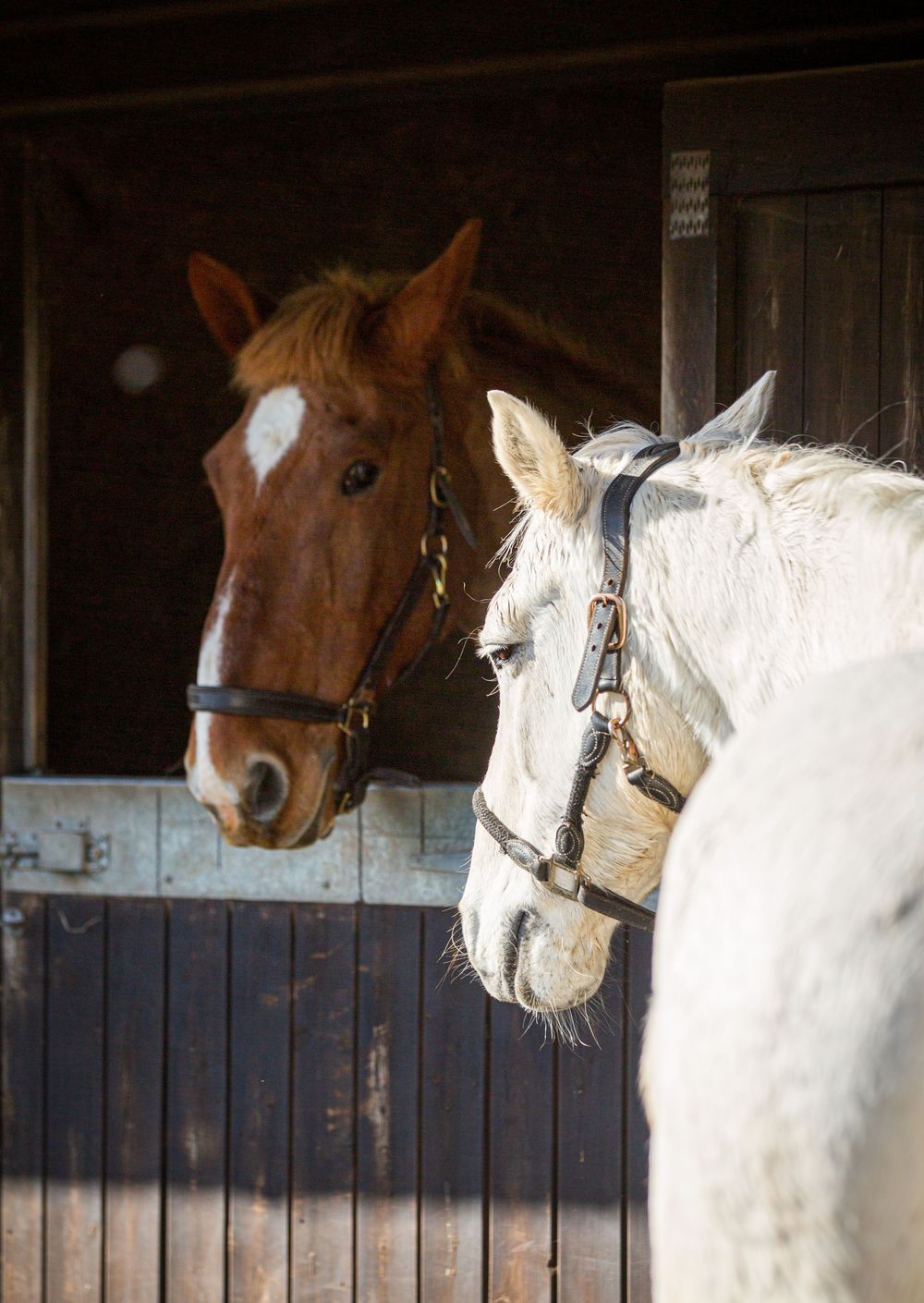 Row of brown and white horses peering out from their wooden stable stalls.