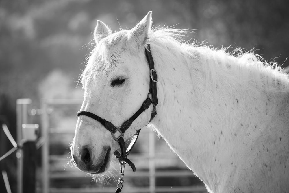 Black and white portrait of a white horse wearing a halter with sunlit mane against a blurred background.