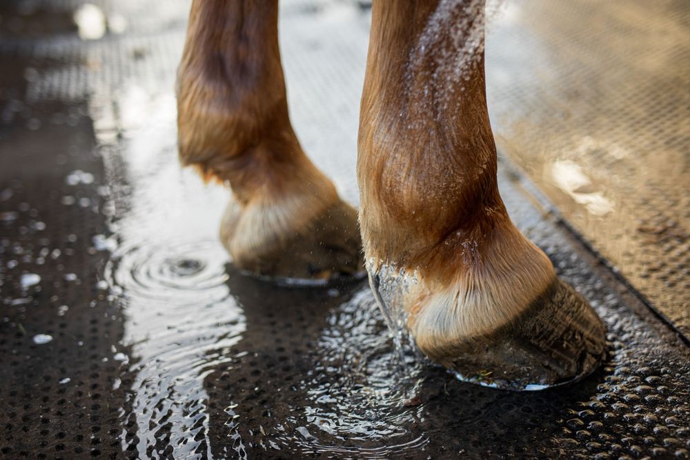 Close-up of horse hooves standing in puddles of water creating ripples.