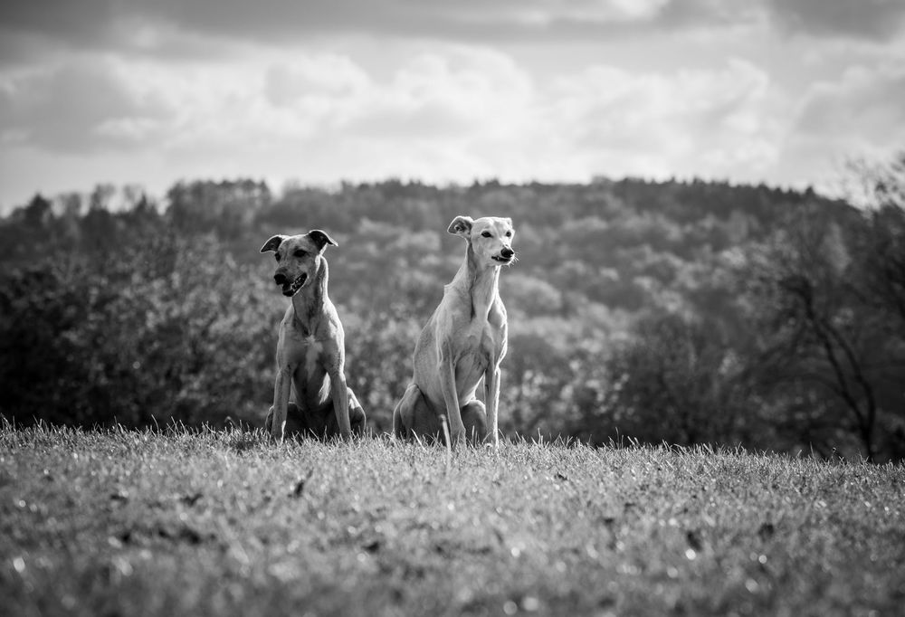 Black and white panoramic landscape showing silhouettes of horses grazing in a misty field.