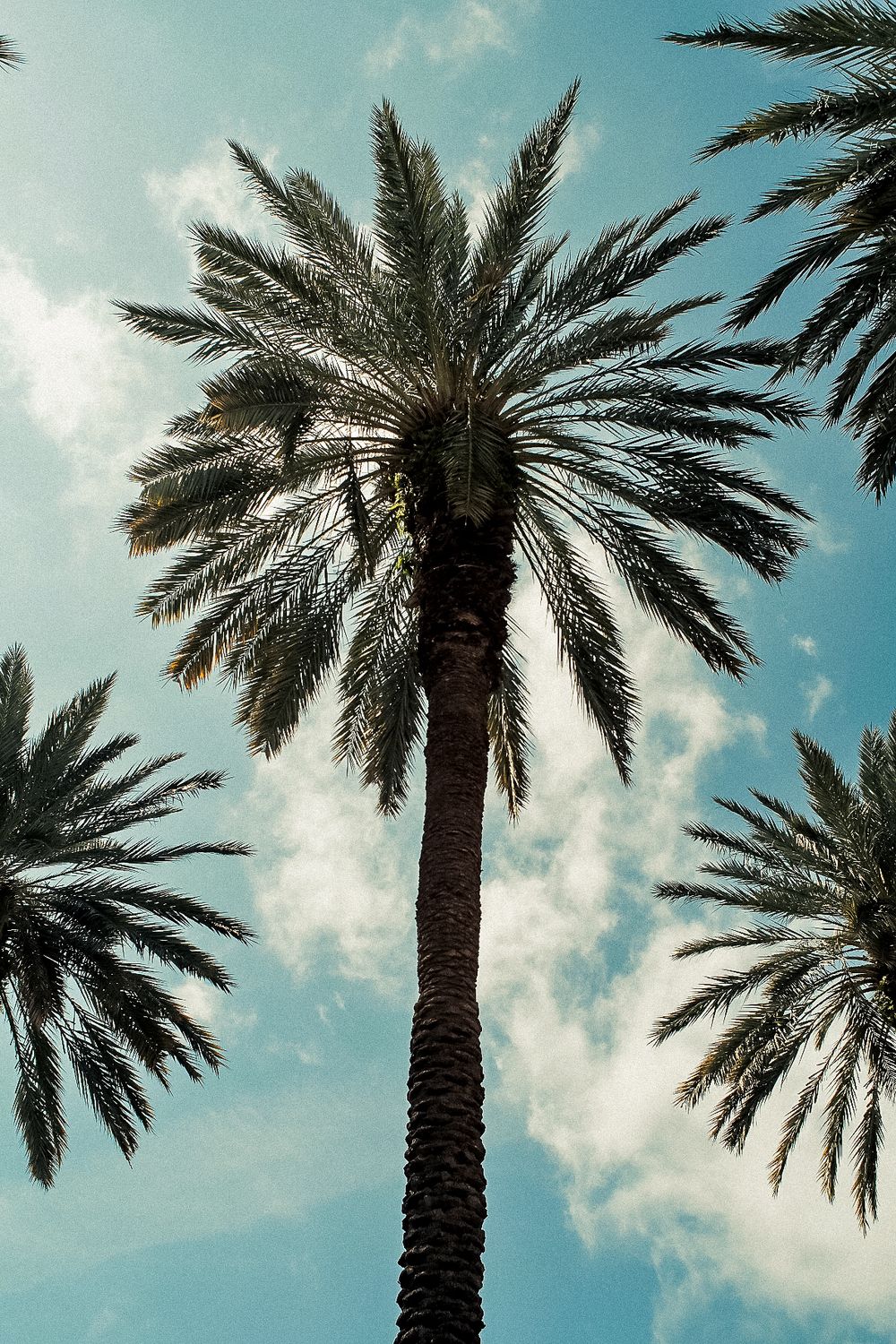 Tall palm tree photographed from below against blue sky with wispy clouds.