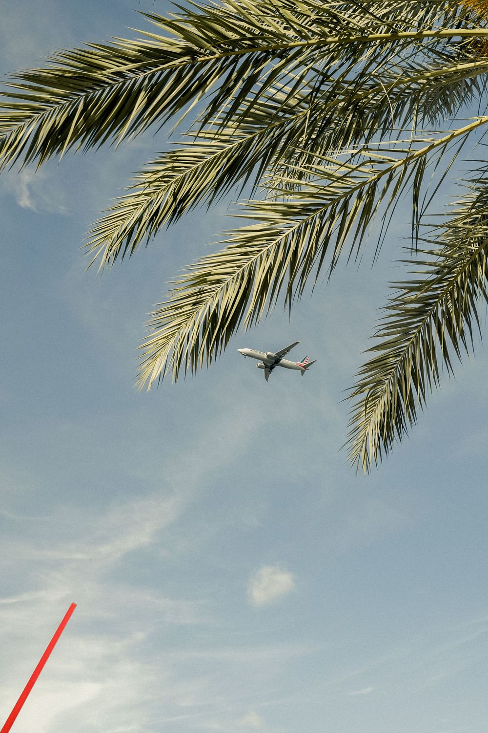 Airplane flying past palm fronds against blue sky.