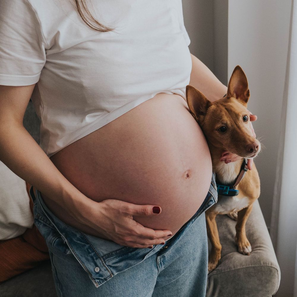 sesiones de fotos embarazadas en casa con mascotas