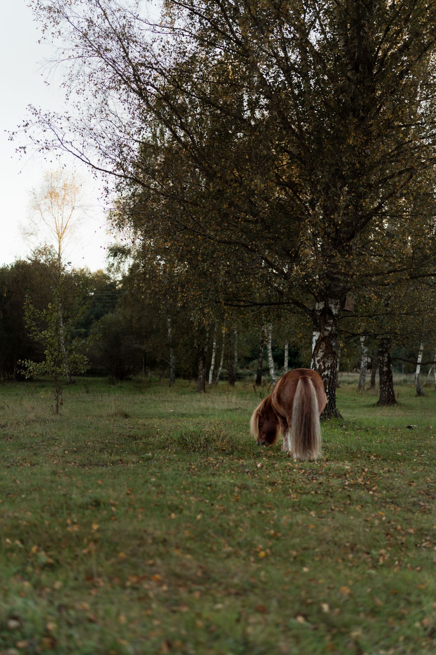 Four sequential landscape photos show a horse grazing in a tranquil autumn field with scattered trees and fallen leaves.