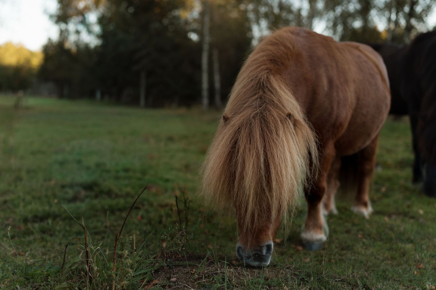 A series of photos showing brown horses grazing in green pastures at sunset.