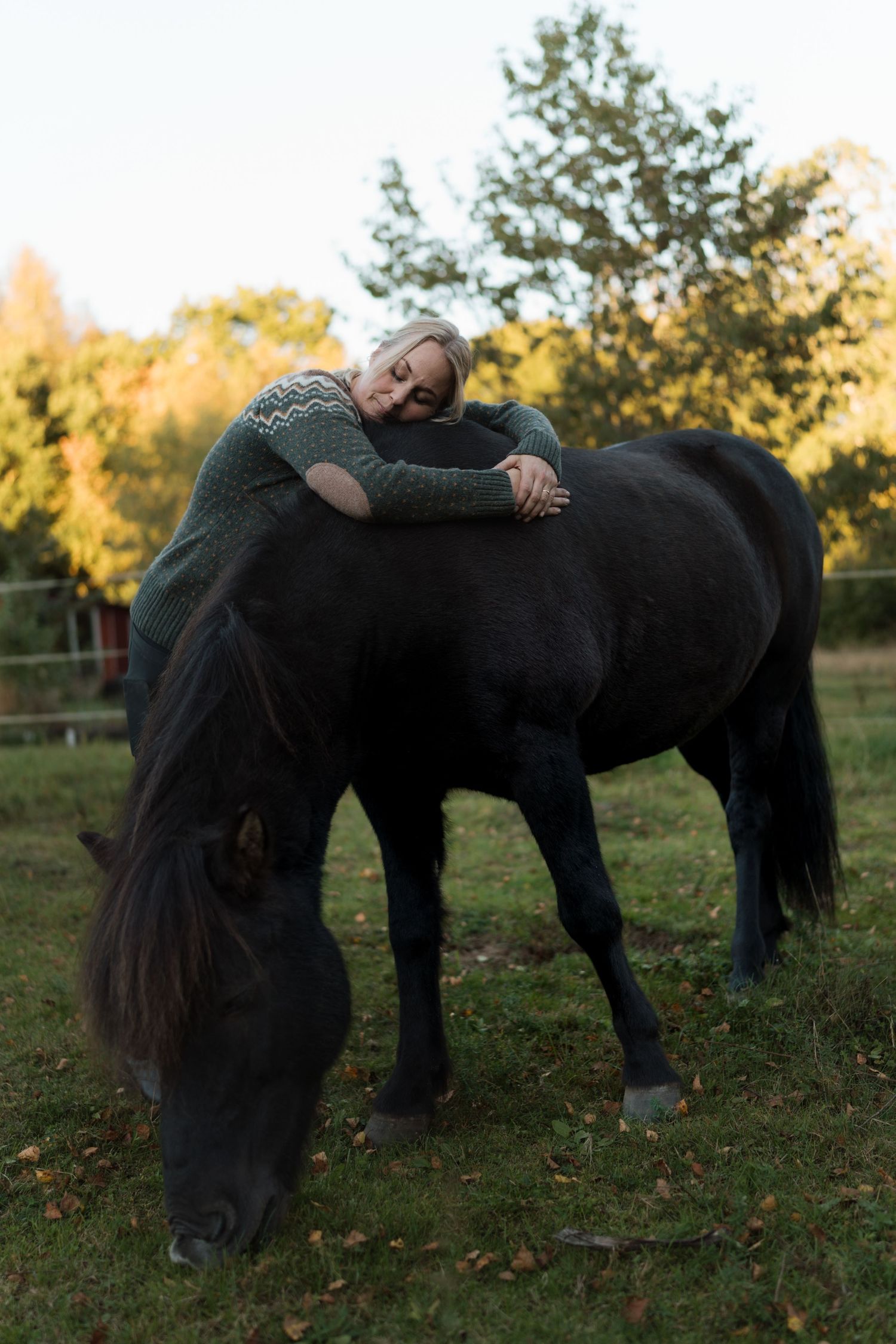 Black horse stands in an autumn field at sunset while someone rests on its back.