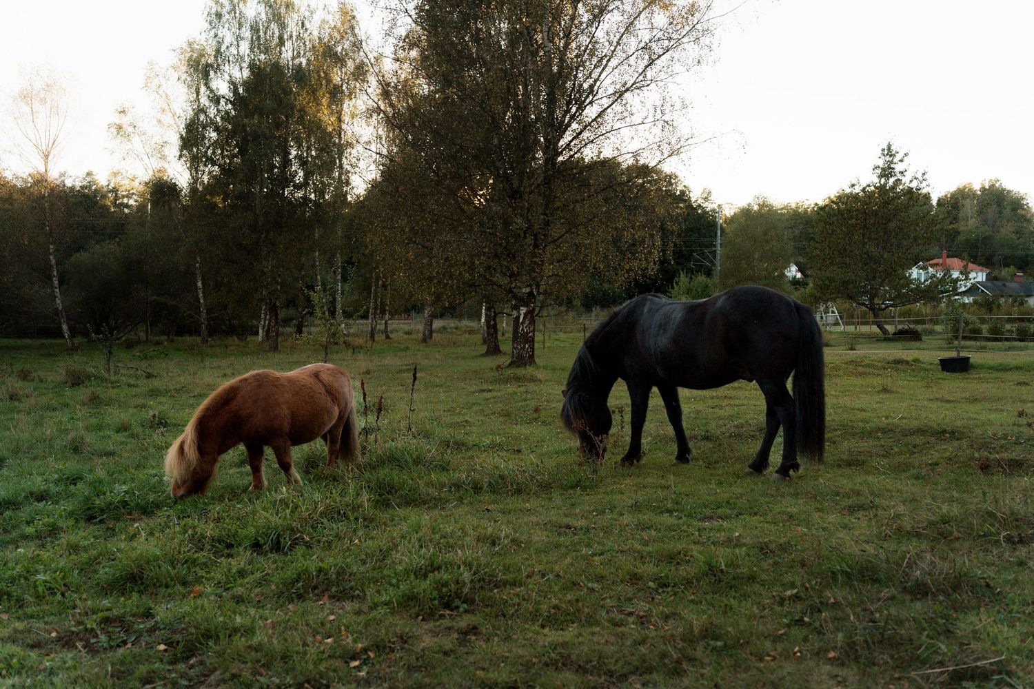 A group of horses grazing together in a grassy field during sunset.