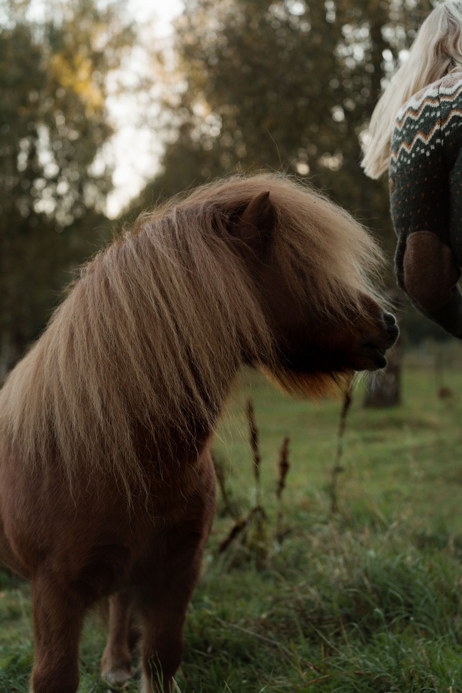 A brown miniature horse stands in a grassy field during golden hour lighting.