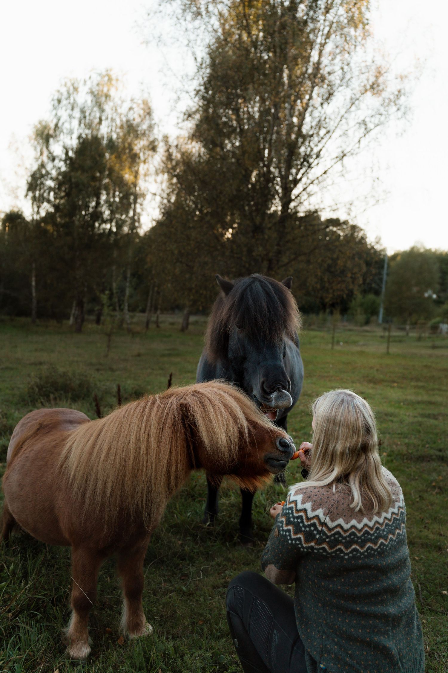 Two ponies graze in a pastoral field with autumn trees in the background.
