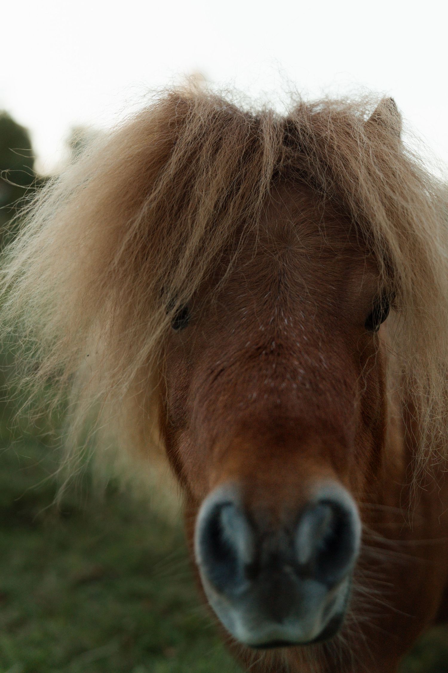 Close up view of a pony's nose and nostrils showing brown fur and dark muzzle in natural lighting.