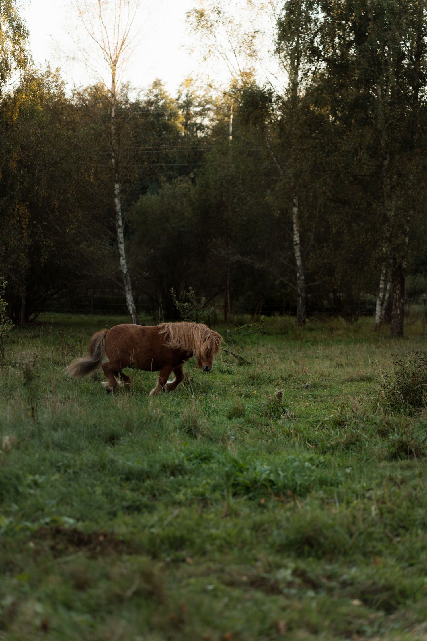 Brown horse grazes peacefully in a green field surrounded by birch trees at dusk.