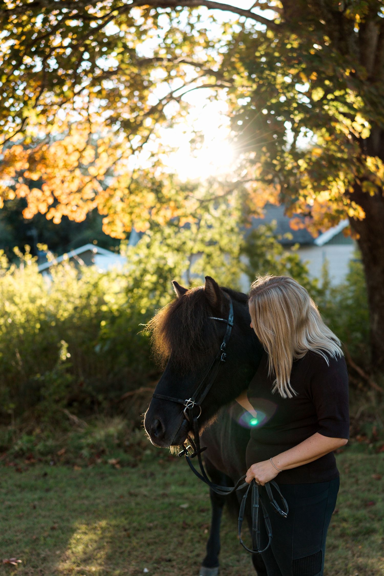A person pets a black horse in a sunlit autumn forest setting.
