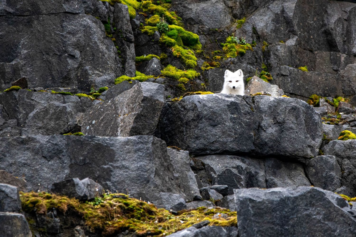 A white cat sits perched on dark rocky cliffs covered in bright green moss near a waterfall.