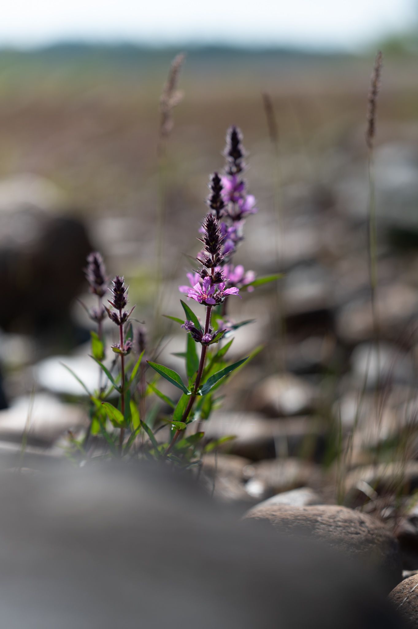 Foto av blomma i på en stenig strand.
Porträttfotograf: Josefina Nordström "Josefina Fotografen"