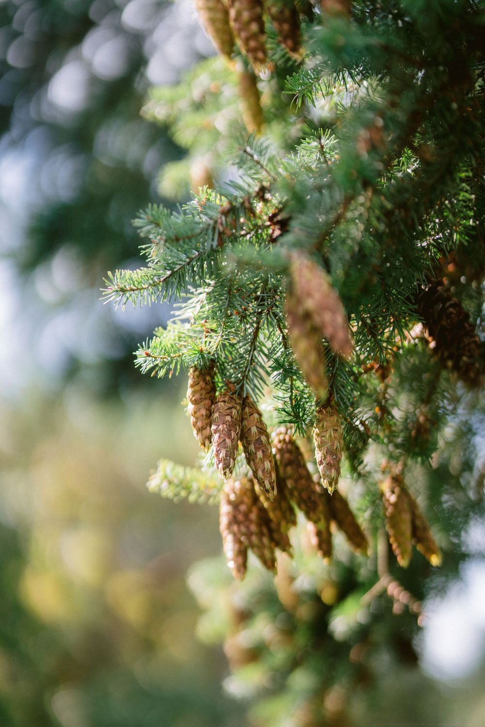Close-up detail of pine branches with hanging cones in soft natural light.