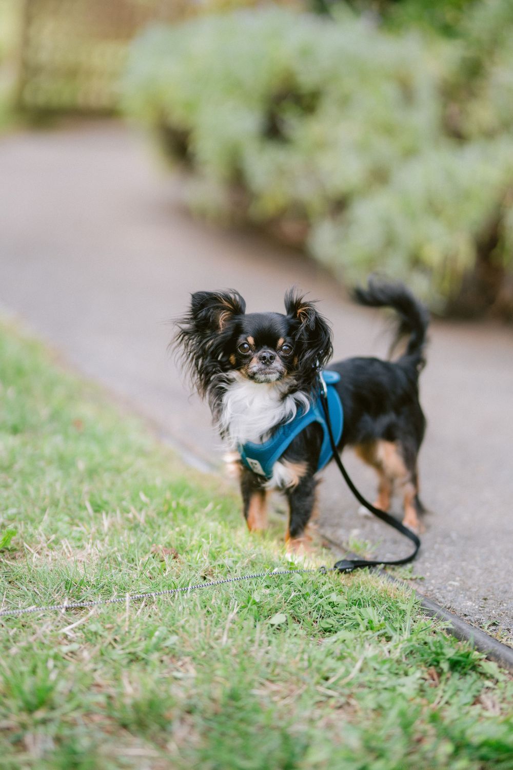 Small black and tan Chihuahua wearing a blue harness standing on a garden path.