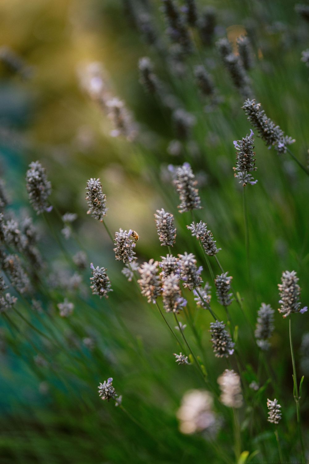 Delicate lavender flowers bloom in soft focus against a blurred green background in a garden setting.