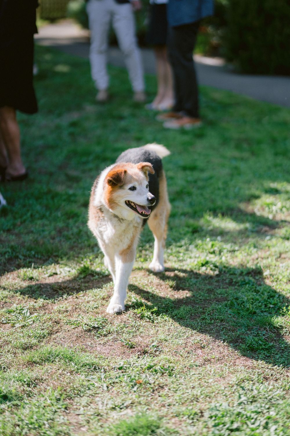 A happy dog with white and tan fur walks across a sunny lawn during an outdoor event.