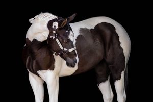 Black background photo of black and white paint mare